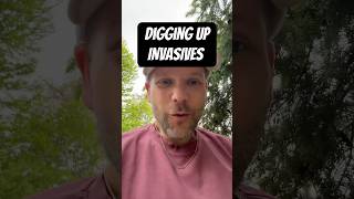 Removing Invasive Plants - it’s a dirty job but you gotta do it #invasiveplants #invasivespecies
