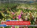 UB: Mga bulaklak pang-Undas, mabibili sa isang flower farm sa Tiaong, Quezon