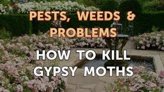 How to Kill Gypsy Moths