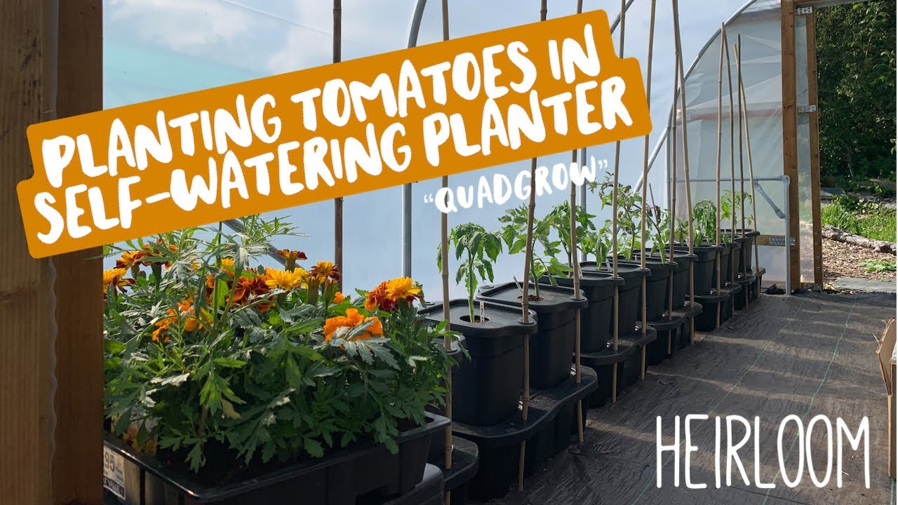 Planting Tomatoes In Self-Watering Planters | Polytunnel