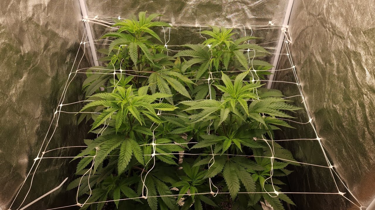 Skywalker OG number 2 clones at flower week 1 day 2 🪴