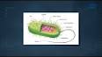 Canlı Hücrelerin Temel Yapısı ve Özellikleri ile ilgili video