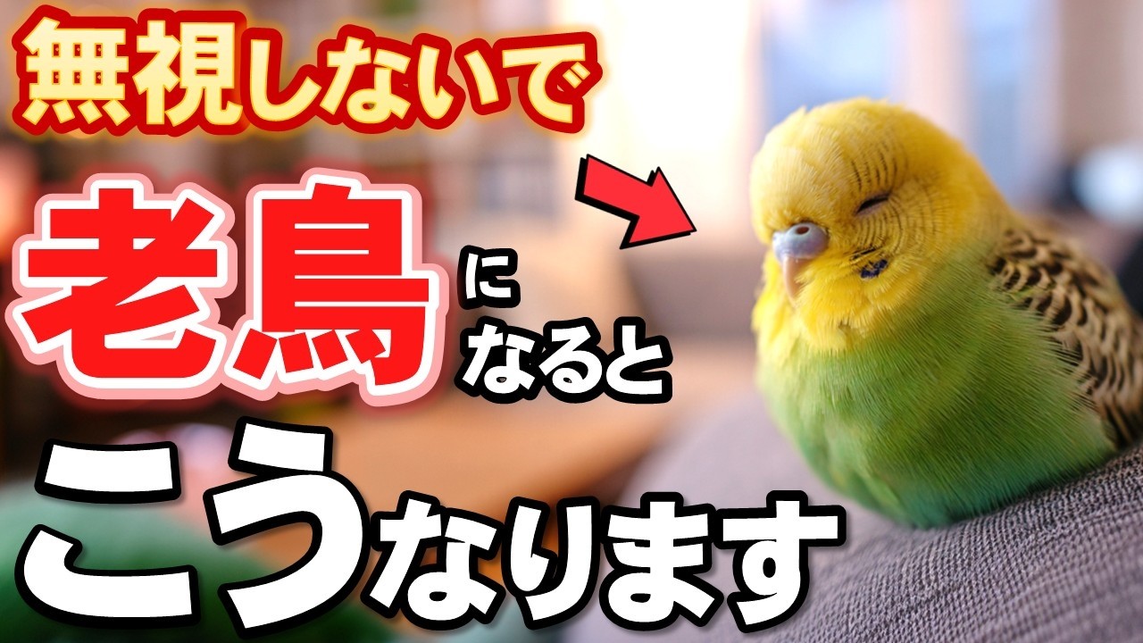 【一体何歳から？】シニアになったインコだけが見せる仕草と理由