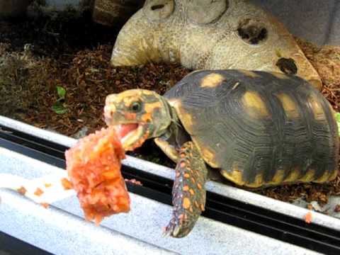 Hand Feeding Red Foot Tortoise Youtube