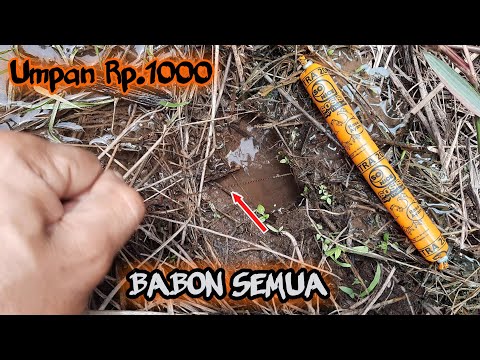 Mancing belut pakai Sosis malah dapat babon semua!! eel fishing sausage bait 2021