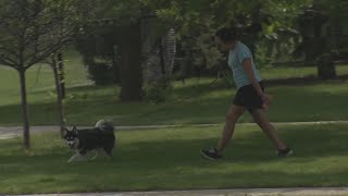 Dog owners in New Bern to be held more accountable if there's an attack