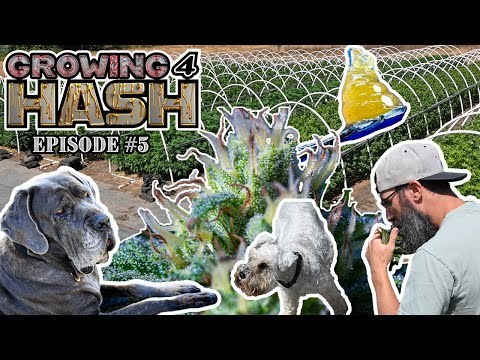 Growing For Hash: Episode #5. 2023 #420 #710 #hream Repeated Cannabis Cup winning hash farm.