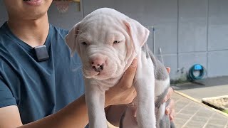 Download Lagu PUPPIES CONCEPT DOG ANAK SI ZIGGY HARGA 15 JUTAAN ‼️ MP3