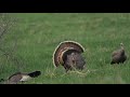Epic Strutting Hen Footage- South Dakota Turkey Hunt