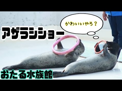 【小樽】おたる水族館で飼育員に従順な可愛すぎるアザラシショーを見た🦭華麗に滑り台を滑る姿に何とも言えない♥️Otaru Aquarium【Hokkaido】