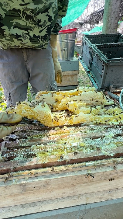Wow!! Beautiful and clean honey on bee frame #bee #workerbee #beekeeping #insects #farming