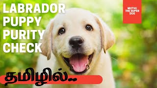 How to find original Labrador Puppy in Tamil | How to buy Labrador Puppy | Muthu The Super Dog