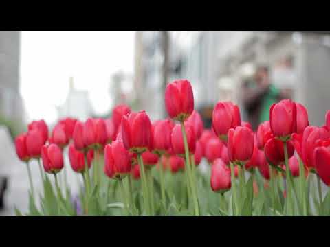 Tulipanes, la flor de Holanda - YouTube
