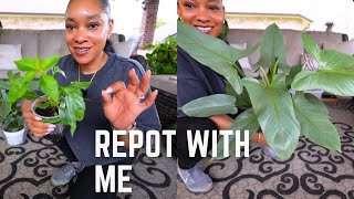 Repot with Me| Silver Sword & Tabasco Peppers 🌶️ | Plant Care