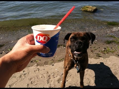 Dairy Queen:  Lemon Meringue Pie Blizzard Review