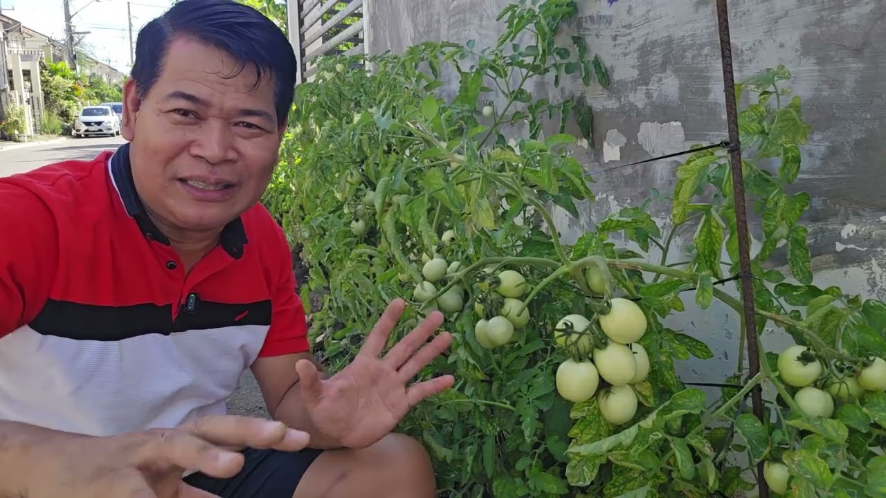 Share ko po ang aking sikreto kaya hitik na hitik ang bunga ng aking mga tanim na Kamatis