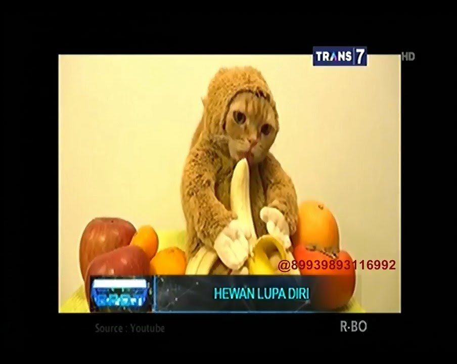 On The Spot Hewan Lupa Diri Youtube