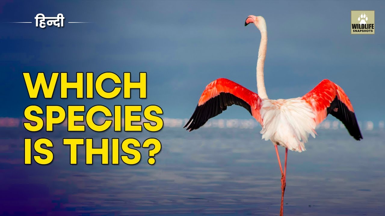 STOP Confusing the Flamingo Bird | Greater vs Lesser Flamingo