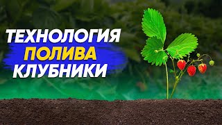 Как поливать? клубнику(землянику).