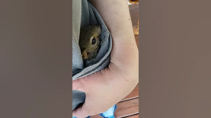 A bit squirrely