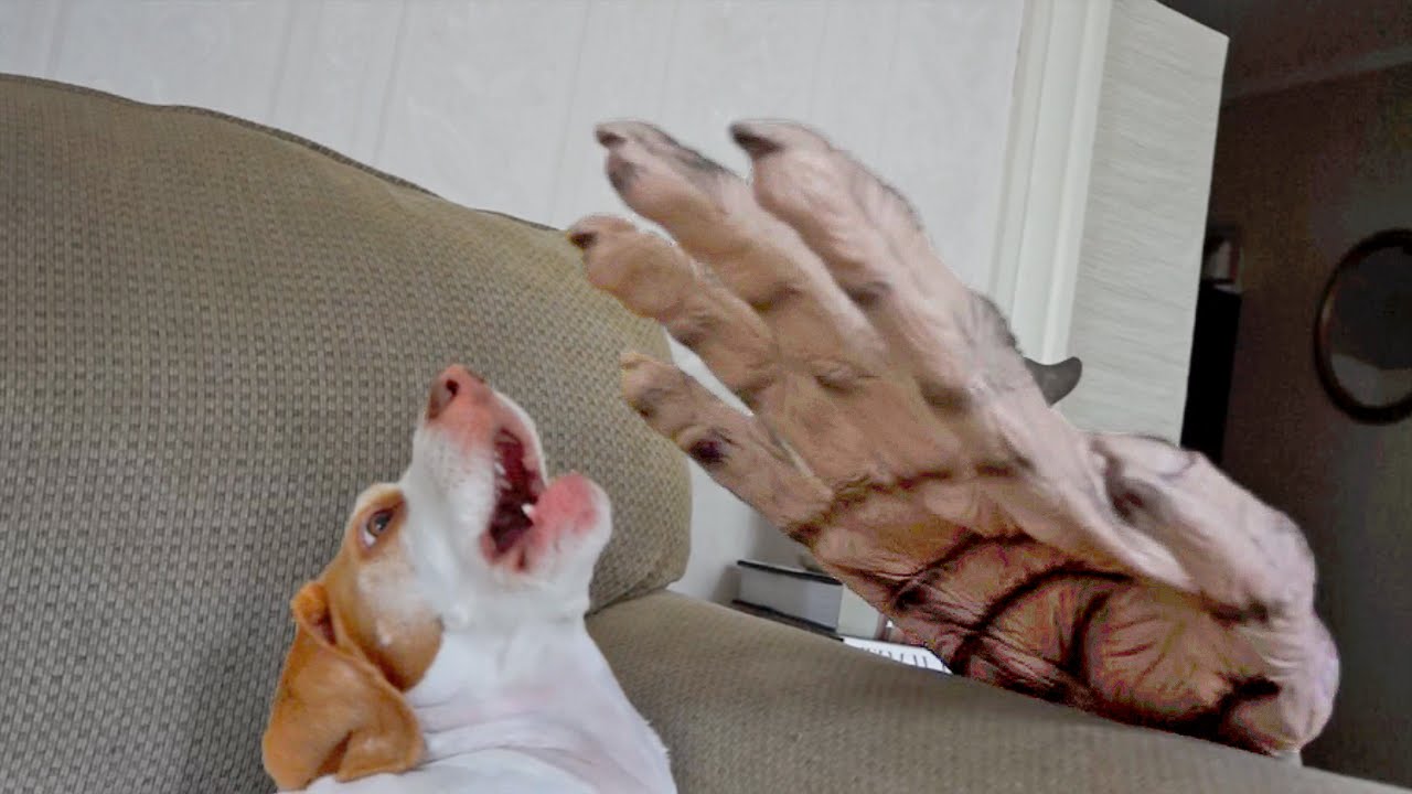 Dog vs. Giant Zombie Hand: Cute Dog Maymo