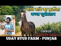 देखिऐ Uday Stud Farm मैं काले कांटे का बच्चा सूर्य प्रताप - Uday Stud Farm (Punjab)