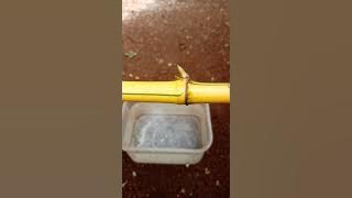 Bibit BAMBU KUNING - Cara TUTORIAL TIPS PANDUAN Menanam   Bambu Kuning AGAR CEPAT TUMBUH BERAKAR