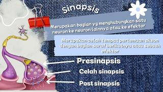 Alur pergerakan impuls secara sinapsis. Riri XI-C/21