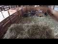 Are you hungry? All You Can Eat Hay Buffet | Goat Cam