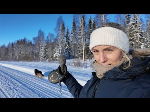 Last day of January - Sunny walk with Nanook - And our new Discord channel!