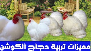 دجاج الكوشن : دجاج هادئ لتزيين الحدائق و المنازل