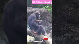WA Chi breastfeeding💗琪靚賣力喝奶中|Chimpanzee Daily|Taipei zoo#黑猩猩