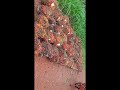 potong tangkai sawit cangkem kodok