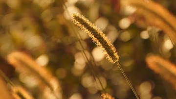 Panasonic Lumix S1H sample - 120fps High Speed Video with AF and audio