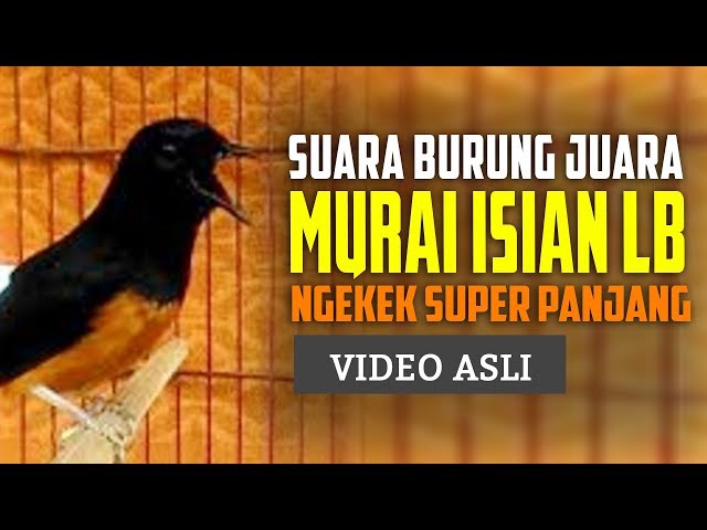 Murai Batu Isian Lovebird Panjang -Ngekek Tajam class=