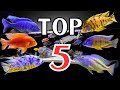 African cichlid haps best of the best