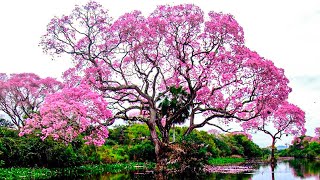 15 Arboles Más Hermosos Del Mundo Que Verás Por Primera Vez