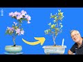 Fear not quick fix for dwarf azalea bonsai rescue