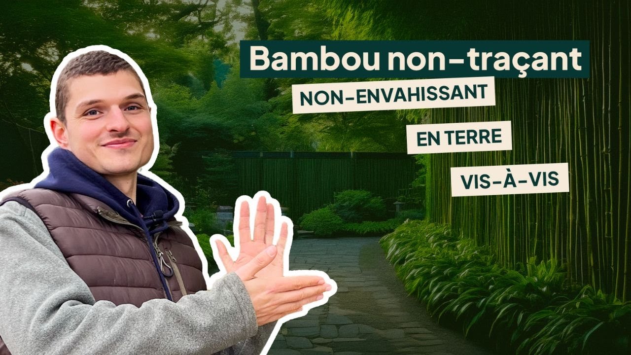 Planter un bambou SANS RISQUE