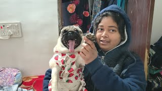 Pug Dog Are The Queens Of All Drama Funny Dog Videos Dog Drama Video Funny Animals Videos