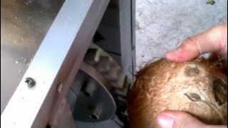 Coconut Deshelling machine CM 105