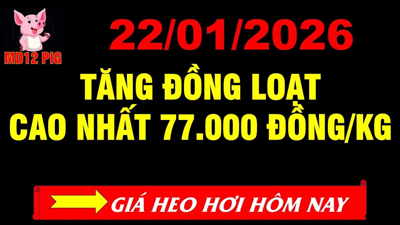 Giá heo hơi hôm nay 22/01/2026| TĂNG ĐỒNG LOẠT CAO NHẤT 77.000 | md12pig 