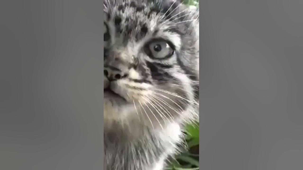 Котенок манула. - YouTube