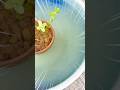 メダカビオトープの水草をバケツに放置したら稚魚が大量発生した😳😳😳😳