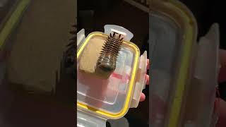 Trilobite Crotalocephalus Devonian Phacopidae Fossiles Trilobiten