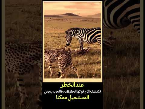 عضة النمر فغامرت بنفسها وهي تعرف انه سيلحقها لينتقم منها اهم شي يترك صغيرها نمر حالات واتس حالات