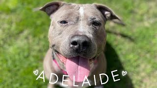 Adelaide Cupcake is a familyfriendly velvet hippo!