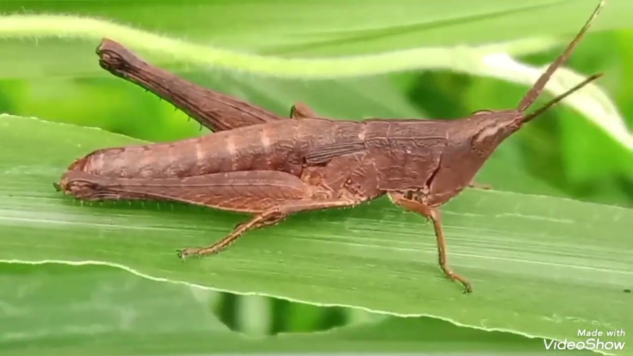 INSECT, SPIDER, GRASSHOPER, BUTTERFLY 2.