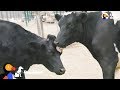 Blind Cow Is So Happy To Be Reunited With Her Sister | The Dodo Reunited