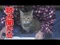猫に読み聞かせをしてたらカニに詳しくなった